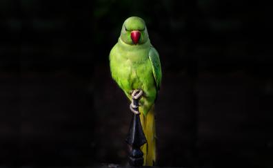 Parrot, green, bird, sit, portrait
