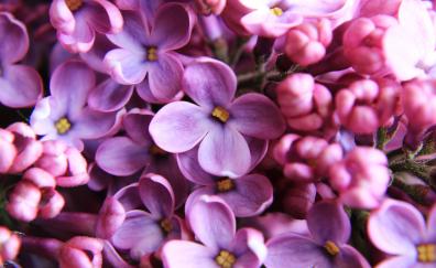 Lilac, pink, close up