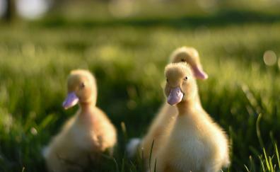 Ducklings, bird, grass, cute