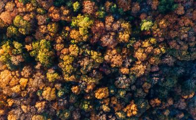 Fall, autumn, aerial view, trees, nature