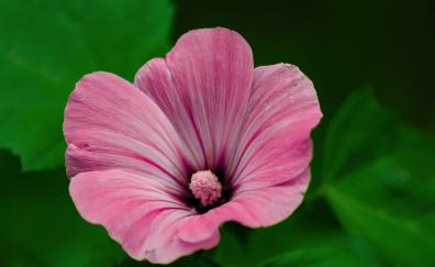 Pink flower, summer, close up, pollen