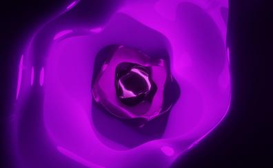 Purple, blossom, rose, close up