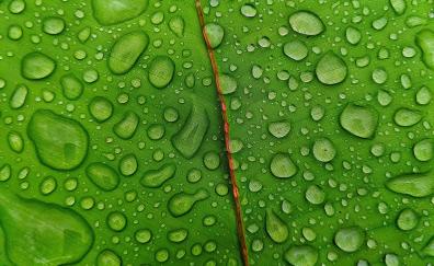 Droplets, green leaf