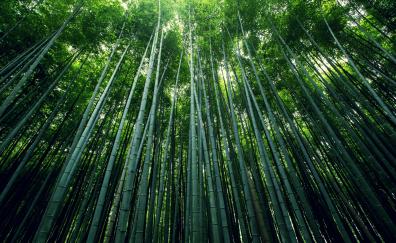 Bamboo tress, green, nature