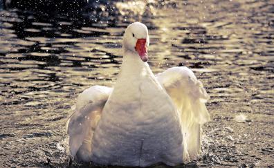 Goose, swim, white bird