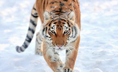 Tiger, walk, predator, wildlife
