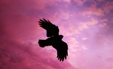 Bird, flight, sunset, sky, silhouette