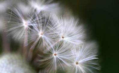 Dandelion, flower, fluffy, close up