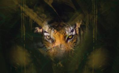 Tiger, stare, eyes, glance, predator