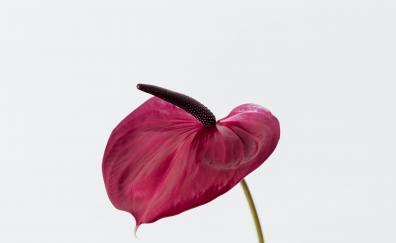 Flamingo flower, dark-pink, portrait