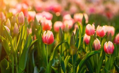 Tulips, morning, plants, sunlight, water drops