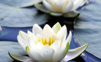 Flora, white flowers, close up, bloom, water lily