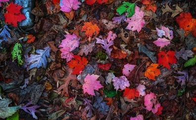 Leaves, colorful, autumn