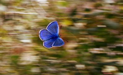 Butterfly, blue, insect, blur
