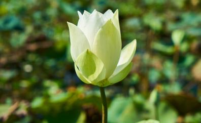 White lotus, bloom, bud