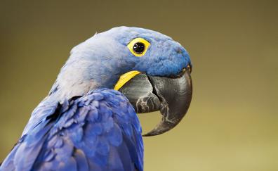 Blue Parrot, close up
