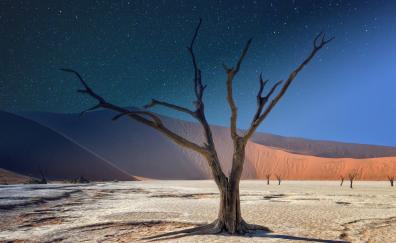 Dead tree, landscape, desert