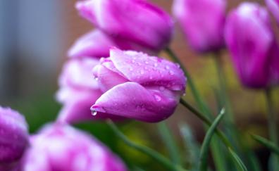 Drops, pink tulips, bloom