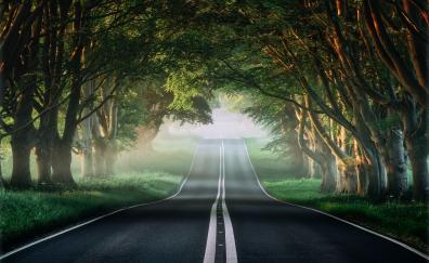 Forest, road through trees, woods, nature