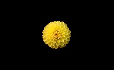Yellow, flowers, bloom, Dahlia, portrait