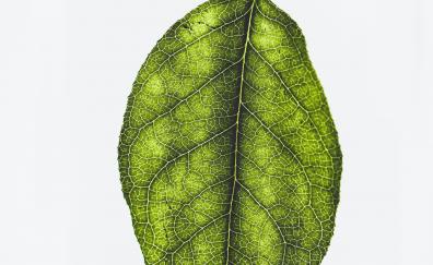 Minimal, green leaf
