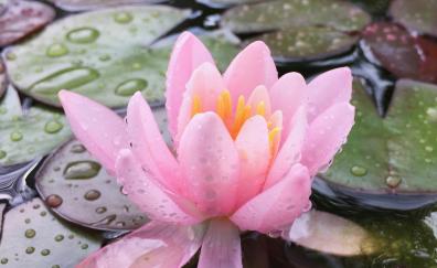Water drops, lake, lotus, pink flower
