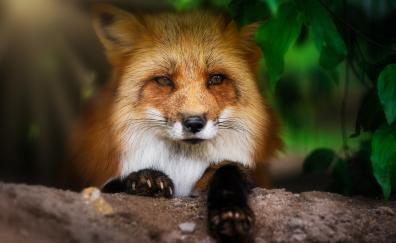 Fox, muzzle, cute, animal
