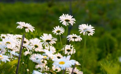 Garden, white daisy, plants and flowers, spring