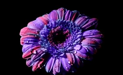 Gerbera, Daisy flower, close up, purple flower