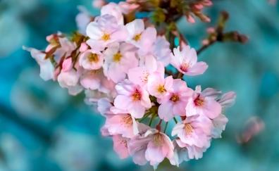 Cherry flowers, pink, bloom, blur