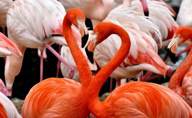 Flamingo, birds