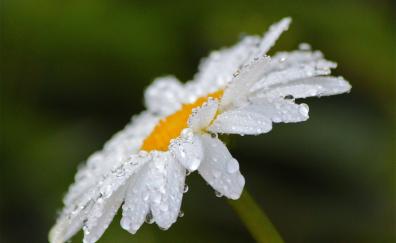 Drops, close up, bloom, white daisy