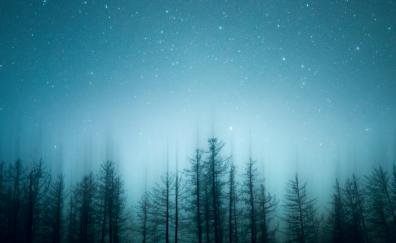 Silhouette, trees top, night
