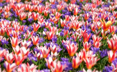 Garden flowers, tulips, bloom