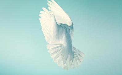 Pigeon, white bird, peace, stock