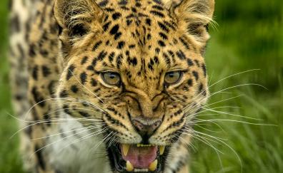 Roar, angry predator, leopard, muzzle