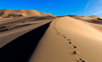 Desert, camel's footprint, sand