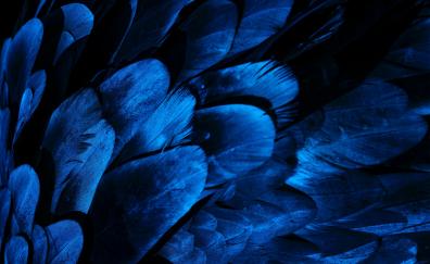 Feathers, bird wing, blue feathers, close up