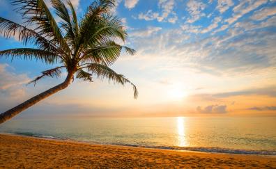 Palm tree, sand, beach, sunny day, holiday