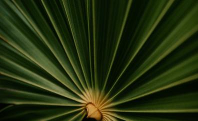 Close up, big plant's leaf