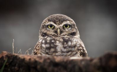 Owl bird, gaze, predator