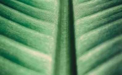 Big green leaf, texture, nature
