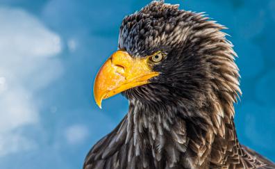 Bald eagle, yellow beak, predator bird