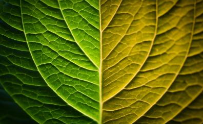 Bright, leaf, veins, close up