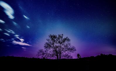 Tree, galaxy, sky, silhouette