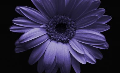 Portrait, blue gerbera, flower