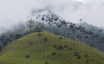 Hill, palm tress, mist, nature
