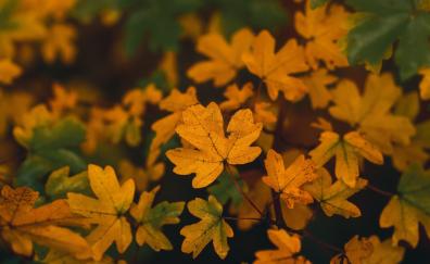 Yellow leaves, autumn, tree branches