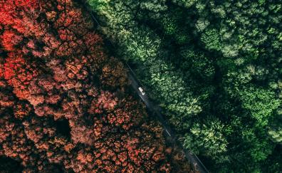 Fall, autumn, aerial view, forest, trees