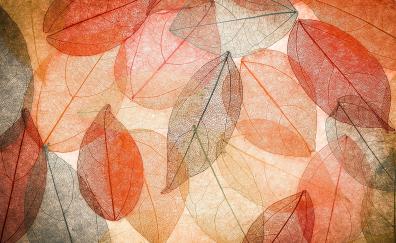 Leaf, macro, vein, dry leaves, art